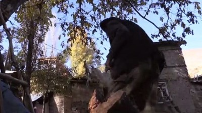 Hallaçlıkla geçen bir ömür - VAN 