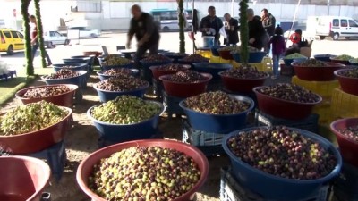 zeytin agaci -  Kahvaltı sofralarının eşsiz ürünü ‘zeytin’ tezgahtaki yerini aldı  Videosu