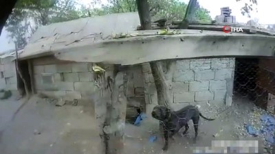 pitbull -  Kayseri’de tehlikeli ırk köpeklere el konuldu  Videosu