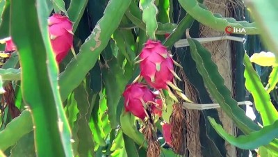kazanci -  Bahçede kilosu, tezgahta tanesi 30 lira...Üretici sebze seralarını 'pithaya' bahçesine çeviriyor  Videosu