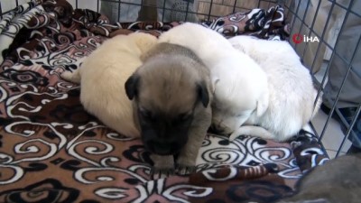  Beş minik yavruyu çuvala koyup ormana attılar 