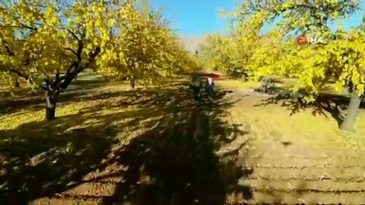 aski -  Elazığ'da 'Altın yapraklar'ın görsel şöleni  Videosu