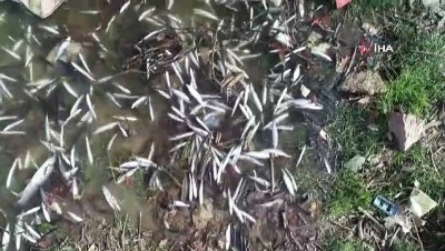 referans -  Karabük'te çevre katliamı... Binlerce irili ufaklı balık telef oldu  Videosu