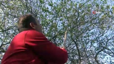 sonbahar -  Sıcağa aldanan ağaçlar Kasım ayında erik verdi  Videosu