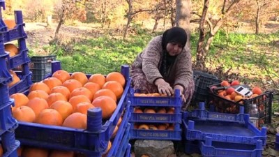 kaynar - 'Baştacı kadınlar' hurma ile ayağa kalktı - BİLECİK  Videosu