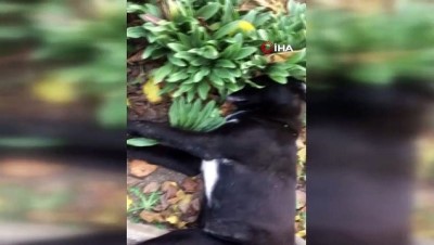 hayvan haklari -  Çatalca’da 18 sokak hayvanının zehirlenerek öldürüldü iddiası Videosu