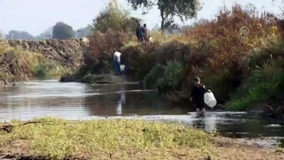 uttu - Gediz Nehri'nde su seviyesi düşünce elleriyle balık tuttular - MANİSA Videosu