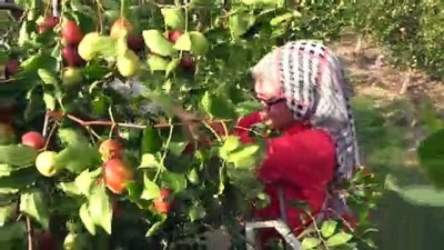 kazanci - 'Ölümsüzlük meyvesi' hünnaptan pekmez üretti - AMASYA  Videosu