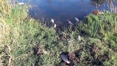  Çanakkale'de esrarengiz balık ölümleri