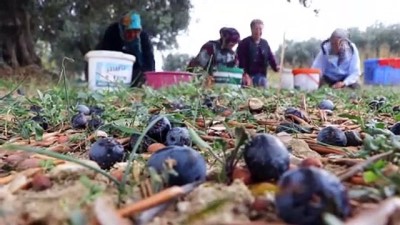zeytin agaci - Tekirdağlı üreticiler zeytin hasadı heyecanı yaşıyor - TEKİRDAĞ  Videosu