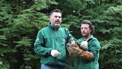 dogal yasam parki - Yaralı doğan 'Avrupa'nın en büyük doğal yaşam parkı'nda tedavi edildi - KOCAELİ  Videosu