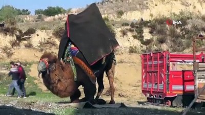 gunesli -  Germencik’de develer 'güvenlik' için güreşti  Videosu