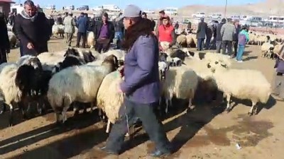 ihracat - Van'dan Katar'a küçükbaş hayvan ihracatı sektör temsilcilerini sevindirdi  Videosu