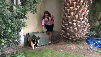 kaldirim tasi -  Ataşehir’de lüks sitede 'kedi evi' tartışması  Videosu