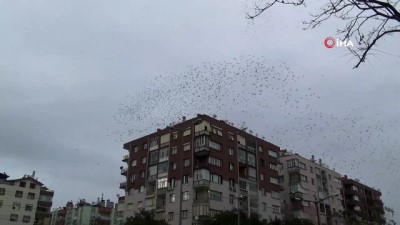 sigircik -  Konya'da sığırcık kuşlarının gökyüzündeki dansı mest etti Videosu