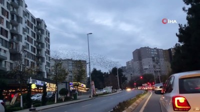 kus surusu -  Sığırcıkların İstanbul semalarında görsel şöleni  Videosu