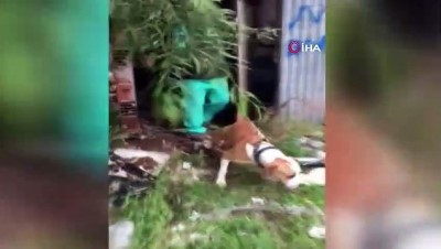 pittbull -  Maltepe’de kediyi köpeklere parçalatan şahıslar yakalandı Videosu