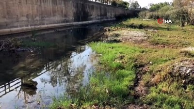 sudan -  İskenderun'da balık ölümleri  Videosu