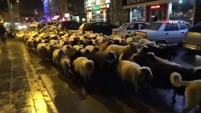  Trafik onlar için durdu