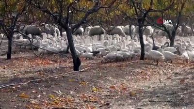  Yabancı otlarla mücadelede kaz ve koyun kullanıyorlar 