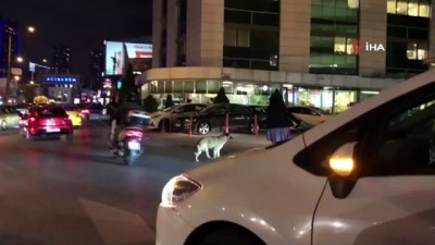 yaya gecidi -  Yaya geçidinde bekleyen köpeği trafiği durdurup yolun karşısına geçen kadın sürücü kamerada  Videosu