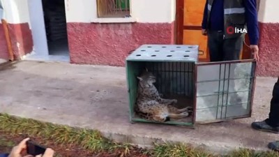 vasak -  Nesli tükenme tehlikesi altında olan vaşağa otomobil çarptı  Videosu