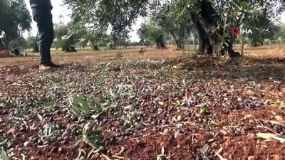  Zeytin hasadında sona gelindi 