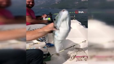  Ege'nin en büyük balon balığı yakalandı 
