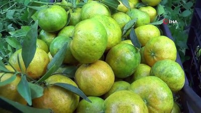 kadin isci -  Bodrum’da mandalina hasadı başladı  Videosu