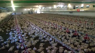 otomasyon -  Et tavukları ‘Akıllı’ kümeslerde yetişiyor  Videosu
