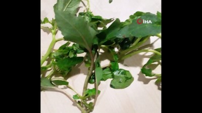 borat -  - İşte zehirlenmeye neden olan otlar  Videosu