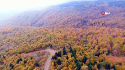 sonbahar -  Karadeniz ormanları rengarenk  Videosu