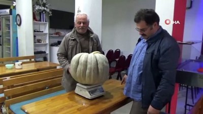  30 kiloluk kabak yetiştirdi