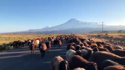 yazla - Ağrı Dağı beyaz gelinliğiyle büyülüyor - IĞDIR  Videosu