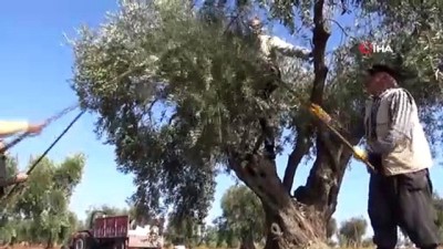  Kilis'te zeytin hasadı erken başladı 