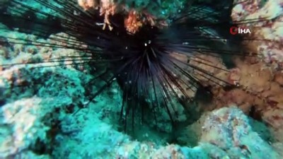  Kızıldeniz'den gelen zehirli deniz kestanesi uyarısı 