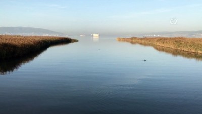 yunuslar - İzmit Körfezi'nin sevimli misafirleri yunuslar - KOCAELİ  Videosu