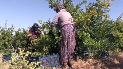 uzun omur - Kahta narında hasat zamanı - ADIYAMAN  Videosu