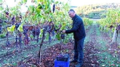 Kazanlar pekmez için kaynıyor - SAKARYA 