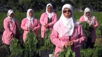 kadin isci - 'Mucize bitki' Moringa Oleifera için hasat zamanı - GAZİANTEP Videosu