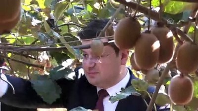 seker orani - Ordu'da kivi hasadına başlandı  Videosu