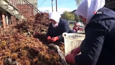 kooperatif -  Ortadoğu ve Arap ülkelerinin ağzı ‘şekercik kestane’ ile tatlanıyor  Videosu