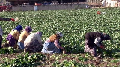  Zehirlenme, ıspanak satışlarını durdurdu 