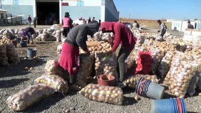 15 bin kisi - Ahlat'ta patates üreticileri pazar sorunu yaşıyor - BİTLİS Videosu