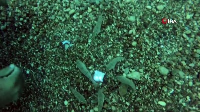 korfez -  Balon balıkları midyeyi böyle parçaladı  Videosu