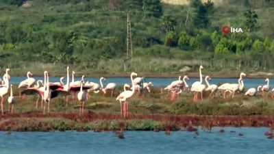 pelikan -  Flamingolar bu yıl erken geldi  Videosu