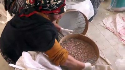 barbunya - 'Ovacık kurusu' kadın eliyle ekonomiye kazandırılıyor - TUNCELİ  Videosu