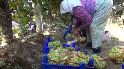 50 milyon dolar - Türkiye'den 56 ülkeye 120 milyon dolarlık üzüm ihracatı - MANİSA  Videosu