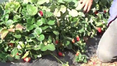 cilek hasadi -  Yediveren çileğinde son hasat  Videosu