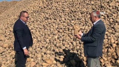  Ahlat'ta 70 bin ton şeker pancarı üretimi 